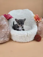 Champ Bear rare lilac tri , a male Chihuahua for sale in Anamoose, ND – 7 of 10