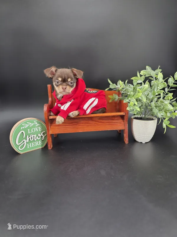 Sprout chocolate tri color chipoo  – Chihuahua, Poodle - Toy  puppy for sale in Anamoose, ND