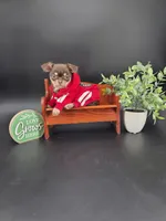 Sprout chocolate tri color chipoo , a male Chihuahua and Poodle - Toy  for sale in Anamoose, ND – 1 of 10