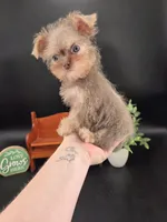 Rain lilac tri color chipoo, a female Chihuahua and Poodle - Toy  for sale in Anamoose, ND – 9 of 10