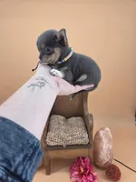 Champ Bear rare lilac tri , a male Chihuahua for sale in Anamoose, ND – 9 of 10