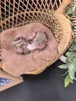 Wish Bear very rare lilac merle , a female Chihuahua for sale in Anamoose, ND – 6 of 10