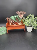 Sprout chocolate tri color chipoo , a male Chihuahua and Poodle - Toy  for sale in Anamoose, ND – 9 of 10