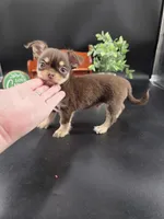 Sprout chocolate tri color chipoo , a male Chihuahua and Poodle - Toy  for sale in Anamoose, ND – 7 of 10
