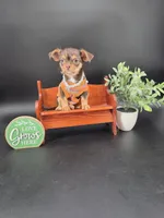 Sunny chocolate tri color chipoo , a female Chihuahua and Poodle - Toy  for sale in Anamoose, ND – 9 of 10