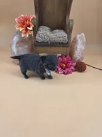 Secret Bear rare lilac , a female Chihuahua for sale in Anamoose, ND – 8 of 10