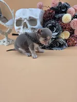 "Frog" dreamy lilac tri color smooth coat, a male Chihuahua for sale in Anamoose, ND – 8 of 10