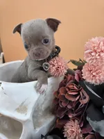 "Toad" dreamy lilac & white smooth coat, a male Chihuahua for sale in Anamoose, ND – 2 of 10