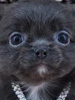Secret Bear rare lilac , a female Chihuahua for sale in Anamoose, ND – 7 of 10