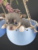 Champ Bear rare lilac tri , a male Chihuahua for sale in Anamoose, ND – 9 of 10