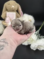 Wish Bear very rare lilac merle , a female Chihuahua for sale in Anamoose, ND – 3 of 10