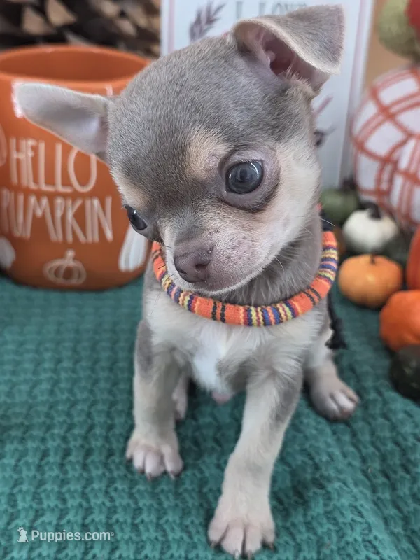 "Frog" dreamy lilac tri color smooth coat – Chihuahua puppy for sale in Anamoose, ND