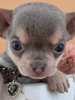 "Frog" dreamy lilac tri color smooth coat, a male Chihuahua for sale in Anamoose, ND – 2 of 10
