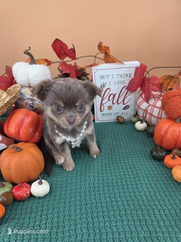 "Twinkle" dreamy lilac tri color long coat – Chihuahua puppy for sale in Anamoose, ND