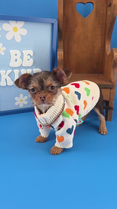 Sunny female chocolate tri color chipoo , a female Chihuahua and Poodle - Toy  for sale in Anamoose, ND – 2 of 10