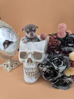 "Fairy" dreamy lilac tri color, a female Chihuahua for sale in Anamoose, ND – 6 of 6