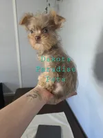 Rain lilac tri color chipoo, a female Chihuahua and Poodle - Toy  for sale in Anamoose, ND – 4 of 10