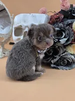 "Twinkle" dreamy lilac tri color long coat, a female Chihuahua for sale in Anamoose, ND – 1 of 10
