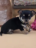 Tenderheart Bear black tri color, a male Chihuahua for sale in Anamoose, ND – 7 of 10