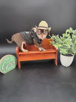 Sprout chocolate tri color chipoo , a male Chihuahua and Poodle - Toy  for sale in Anamoose, ND – 8 of 10