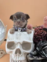 "Twinkle" dreamy lilac tri color long coat, a female Chihuahua for sale in Anamoose, ND – 6 of 10