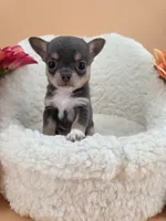 Champ Bear rare lilac tri , a male Chihuahua for sale in Anamoose, ND – 8 of 10
