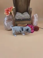 Wish Bear very rare lilac merle , a female Chihuahua for sale in Anamoose, ND – 9 of 10