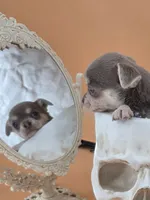 "Fairy" dreamy lilac tri color, a female Chihuahua for sale in Anamoose, ND – 2 of 6