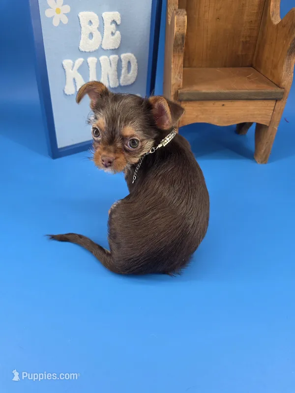Sunny female chocolate tri color chipoo  – Chihuahua, Poodle - Toy  puppy for sale in Anamoose, ND
