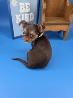 Sunny female chocolate tri color chipoo , a female Chihuahua and Poodle - Toy  for sale in Anamoose, ND – 1 of 10