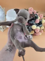 "Toad" dreamy lilac & white smooth coat, a male Chihuahua for sale in Anamoose, ND – 10 of 10
