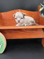 Wish Bear very rare lilac merle , a female Chihuahua for sale in Anamoose, ND – 10 of 10