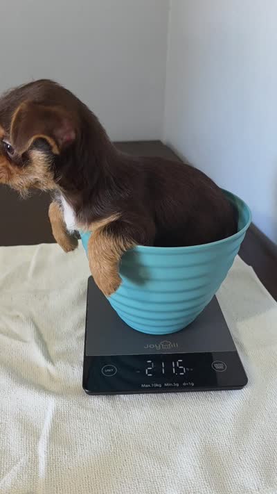 Sunny chocolate tri color chipoo , a female Chihuahua and Poodle - Toy  for sale in Anamoose, ND – 10 of 10