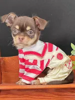 Sprout chocolate tri color chipoo , a male Chihuahua and Poodle - Toy  for sale in Anamoose, ND – 4 of 10