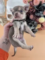 "Frog" dreamy lilac tri color smooth coat, a male Chihuahua for sale in Anamoose, ND – 10 of 10