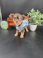 Sunny chocolate tri color chipoo , a female Chihuahua and Poodle - Toy  for sale in Anamoose, ND – 7 of 10