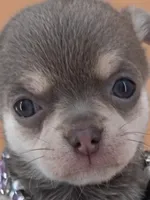 "Fairy" dreamy lilac tri color, a female Chihuahua for sale in Anamoose, ND – 3 of 6