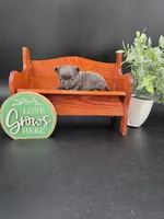 Secret Bear rare lilac , a female Chihuahua for sale in Anamoose, ND – 8 of 10