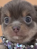 "Twinkle" dreamy lilac tri color long coat, a female Chihuahua for sale in Anamoose, ND – 3 of 10