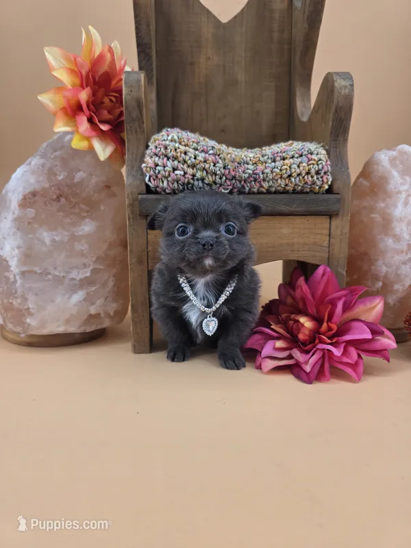 Secret Bear rare lilac  – Chihuahua puppy on hold in Anamoose, ND
