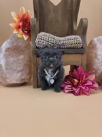 Secret Bear rare lilac , a female Chihuahua for sale in Anamoose, ND – 1 of 10