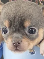 Champ Bear rare lilac tri , a male Chihuahua for sale in Anamoose, ND – 8 of 10