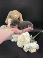 Champ Bear rare lilac tri , a male Chihuahua for sale in Anamoose, ND – 5 of 10