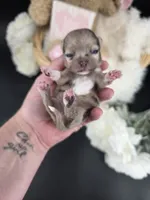 Wish Bear very rare lilac merle , a female Chihuahua for sale in Anamoose, ND – 8 of 10
