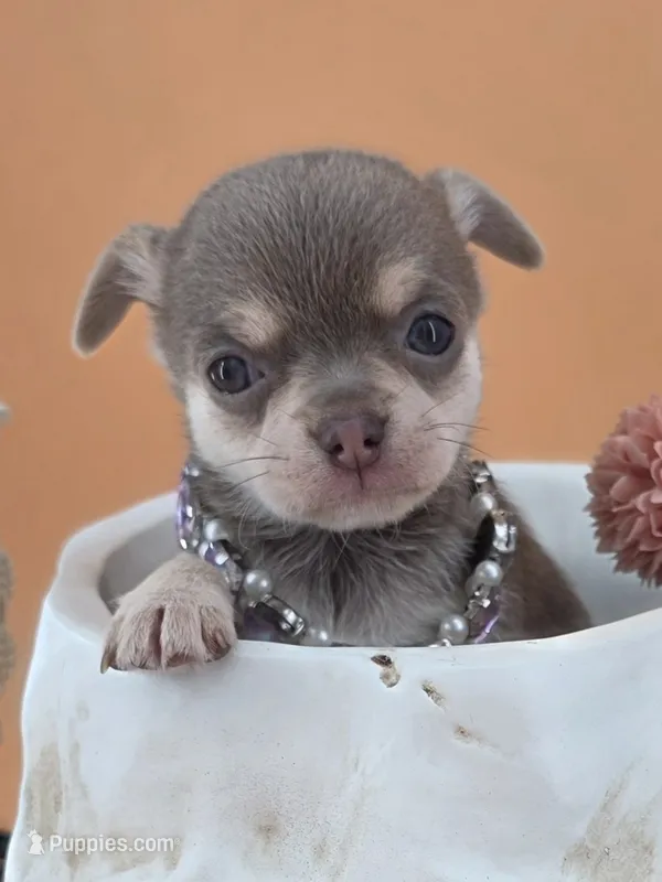 "Fairy" dreamy lilac tri color – Chihuahua puppy for sale in Anamoose, ND