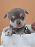 "Fairy" dreamy lilac tri color, a female Chihuahua for sale in Anamoose, ND – 1 of 6