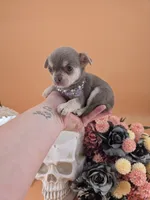 "Fairy" dreamy lilac tri color, a female Chihuahua for sale in Anamoose, ND – 4 of 6