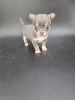 Champ Bear rare lilac tri , a male Chihuahua for sale in Anamoose, ND – 7 of 10