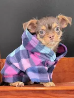 Sunny chocolate tri color chipoo , a female Chihuahua and Poodle - Toy  for sale in Anamoose, ND – 4 of 10