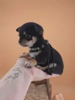 Tenderheart Bear black tri color, a male Chihuahua for sale in Anamoose, ND – 10 of 10